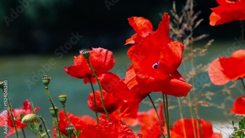 red poppies moved by the wind