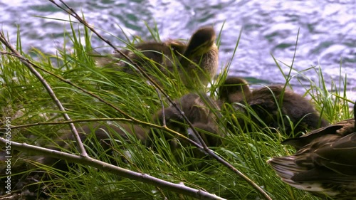 ducklings with mother duck on the river bank