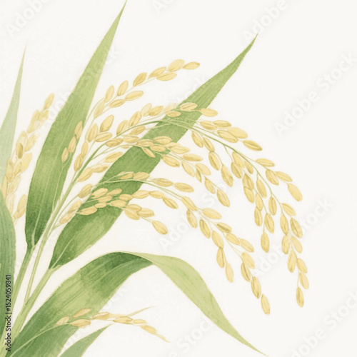 Paddy Flow rice stalks isolated watercolor vector illustration svg