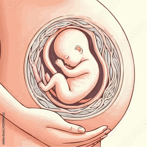 a comfortable baby in its mother's womb 86
