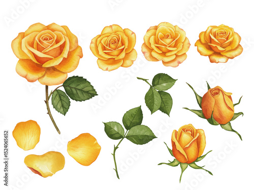 Vector watercolor yellow rose / 水彩テイストの黄色いバラ