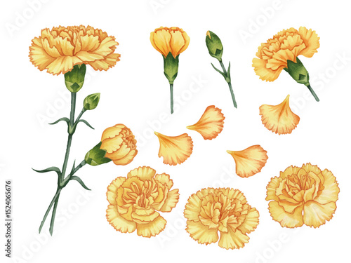 Vector watercolor carnation / 水彩テイストのカーネーション