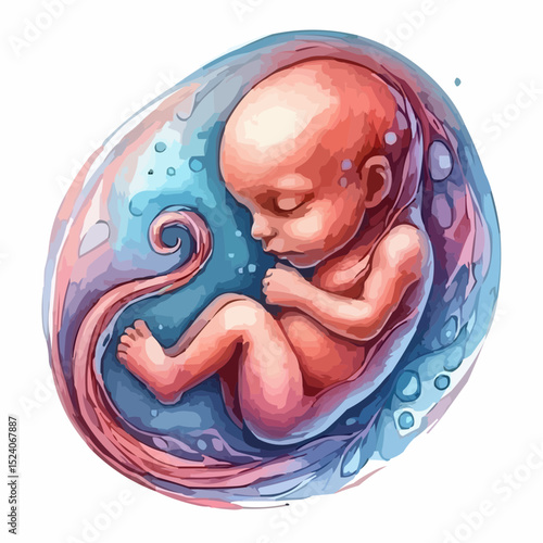 a comfortable baby in its mother's womb 72