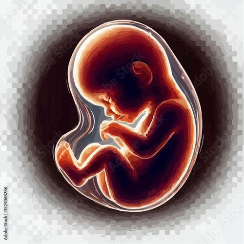 a comfortable baby in its mother's womb 24