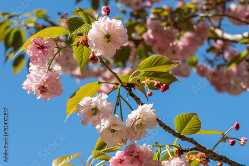 Beautiful double-flowered Oriental Cherry blooming under the blue sky.