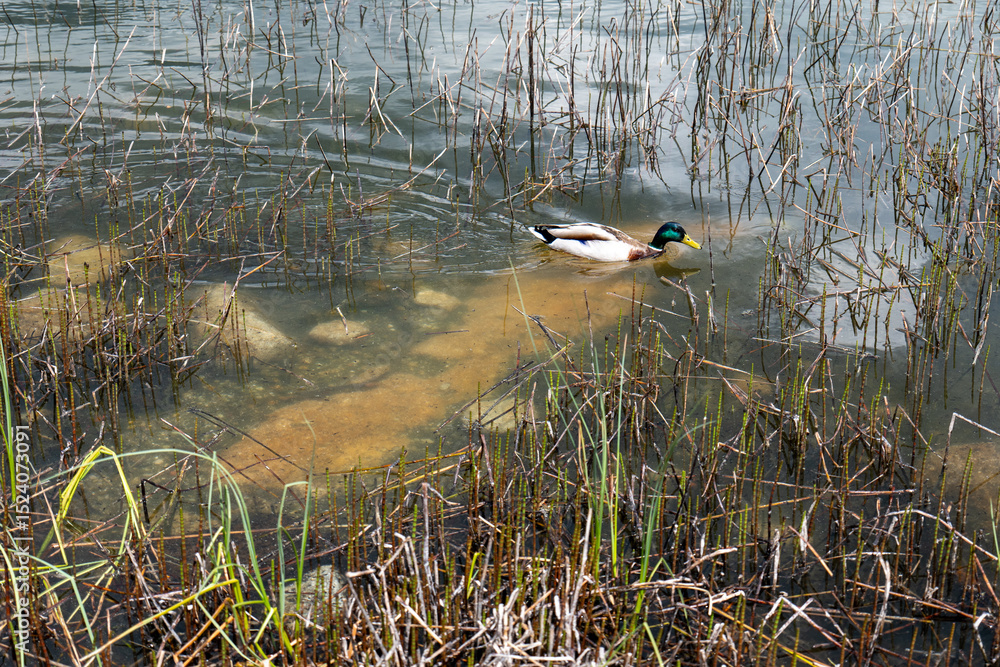 Fototapeta premium Male mallard duck (Anas platyrhynchos) swimming among reeds in shallow water near the shore of Štrbské pleso, High Tatras, Slovakia.