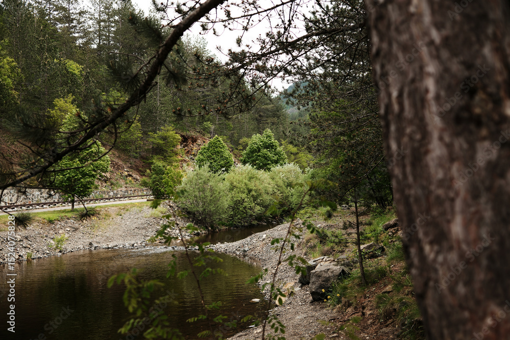 Fototapeta premium Peaceful view of Kamisna river flowing through a green forest valley in Mokra Gora, Serbia in spring season.