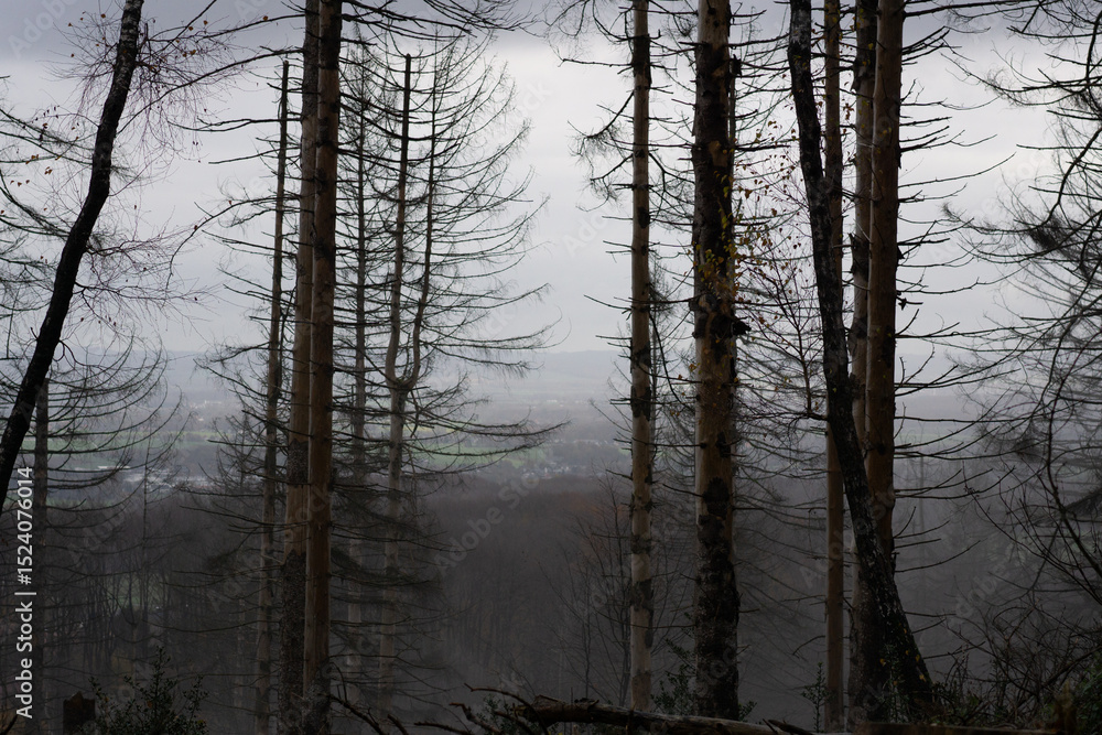 Fototapeta premium Landscapes