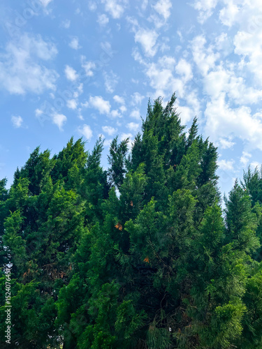 Pine leaves on the mountain in the park