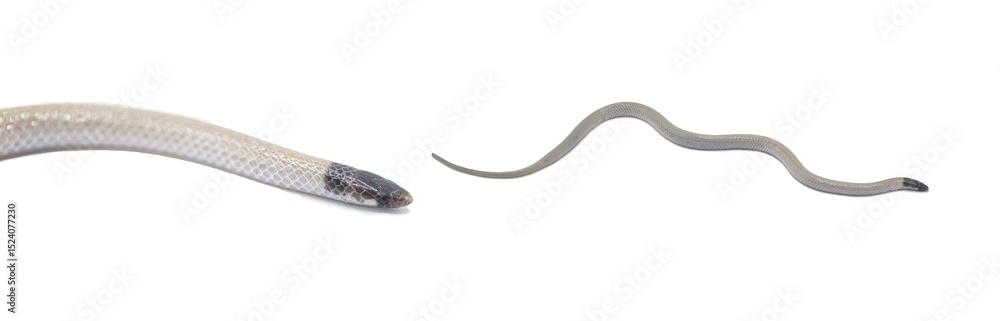 Fototapeta premium Central Florida Crowned Snake - Tantilla relicta neilli - a small slender snake that is tan or light brown with a black head, chin, and back of neck. A light spot occurs on each side of the lower neck