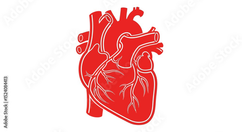 Anatomical Illustration of a Human Heart in Red
