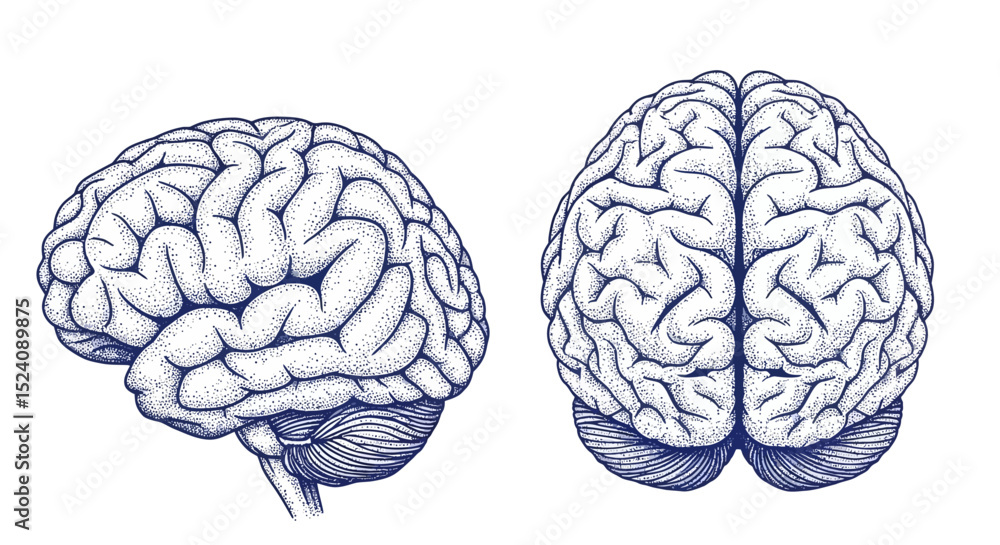 Fototapeta premium Detailed Anatomical Illustrations of the Human Brain in Stipple Style
