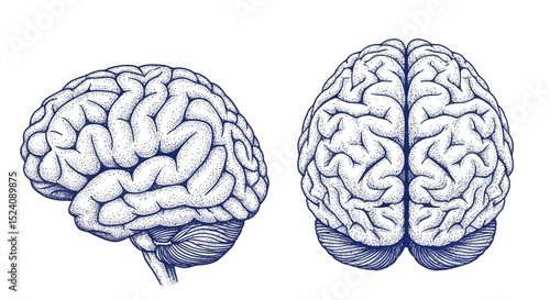 Detailed Anatomical Illustrations of the Human Brain in Stipple Style