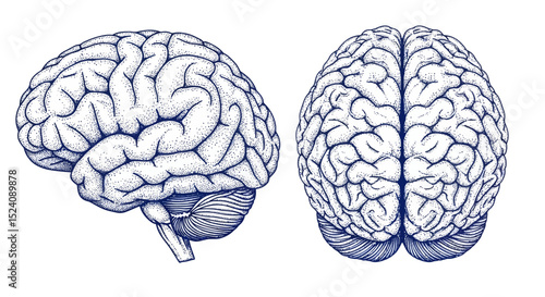 Detailed anatomical illustration of two human brains