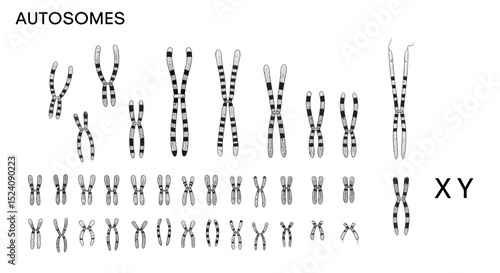 Foto Human Karyotype Showing Autosomes and Sex Chromosomes