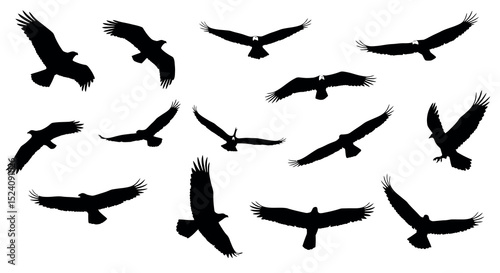 Silhouettes of various flying birds in different poses against white background vector illustration