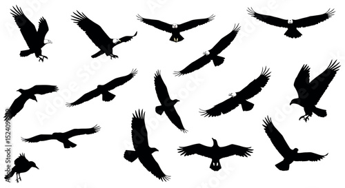 Silhouette of various birds of prey in flight against white background vector illustration