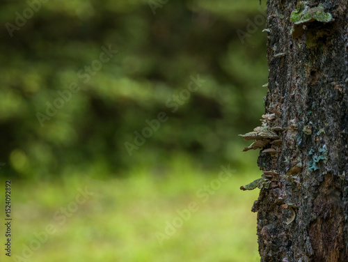 Moss on tree background