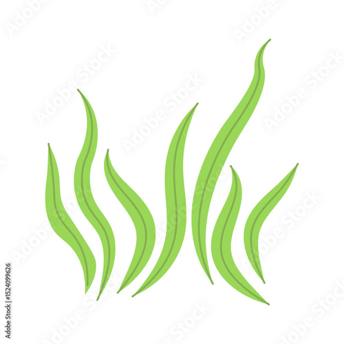 Cartoon sea underwater algae seaweed plants flat vector illustration isolated on white. Aquarium, coral reef, wildlife nature. Ocean and undersea water life, weeds, laminaria,  kelp, marine flora