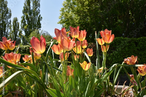 tulips in spring