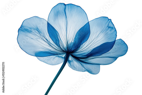 Blue Flower X-Ray: A single blue flower, its petals translucent and veined, is captured in a stunning x-ray style image, showcasing its delicate structure and ethereal beauty.
