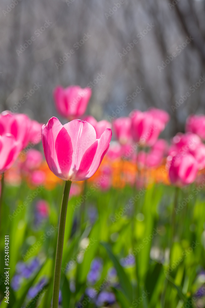 Obraz premium pink tulips in the garden