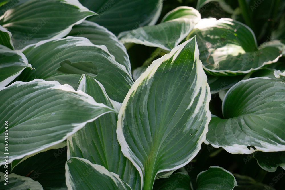 Obraz premium Landscapes