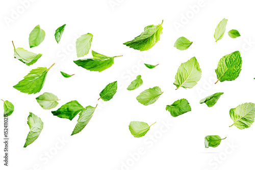 Fresh green mint leaves falling on white background