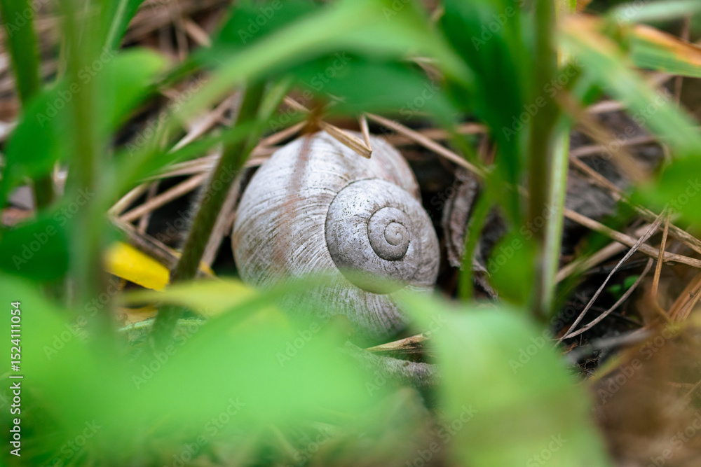 Fototapeta premium Snail shell in thick grass. The snail hides in its shell among the forest grass