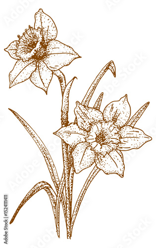 Vintage Daffodil Flower