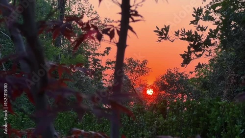 sunset in the forest