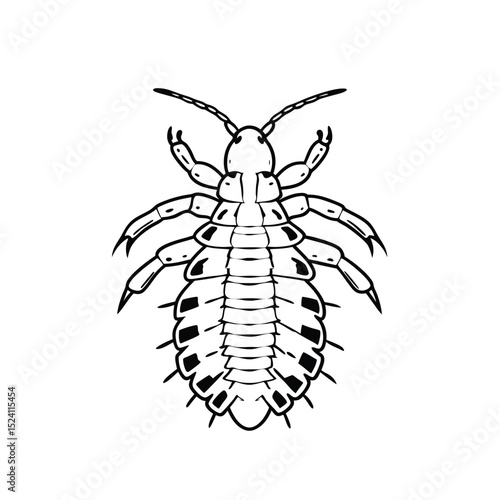  Louse Line Art – Parasite Insect Vector Drawing