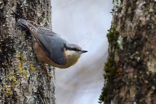 Eurasian nuthatch or wood nuthatch (Sitta europaea) standing on a mossy tree. Colorful forest bird with isolated background. Cute bird nature background wallpaper with space for text.