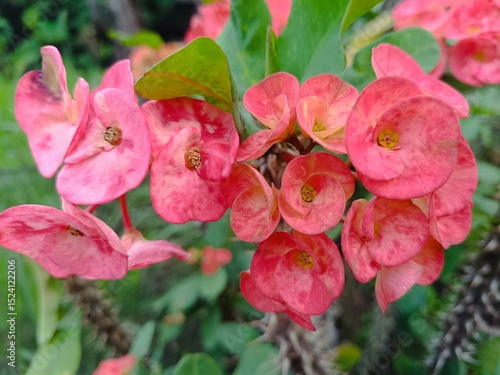 Close-up of vibrant pink and red Euphorbia milii flowers, commonly known as Crown of Thorns, showcasing their unique bracts and a thorny stem with lush green leaves in a tropical setting