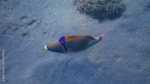 Exotic coral trigger-fish (Rhinecanthus assasi) swims among corals, it belongs to the family Balistidae, this beautiful fish is endemic of the Red Sea and Persian gulf, inhabits coral reefs