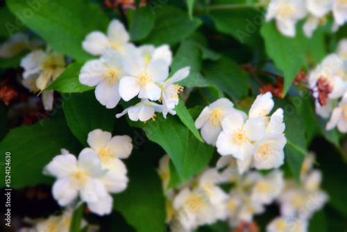 Wallpaper Mural White flowers on a bush in summer Torontodigital.ca