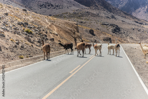 Llama (Lama glama) herd crossing a road in Reserva nacional de Salinas y Aguada Blanca, Peru