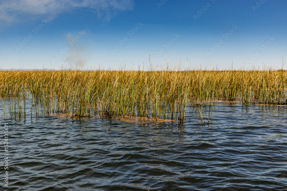 Totora reed in Titicaca lake, Peru Totora reed in Titicaca lake, Peru