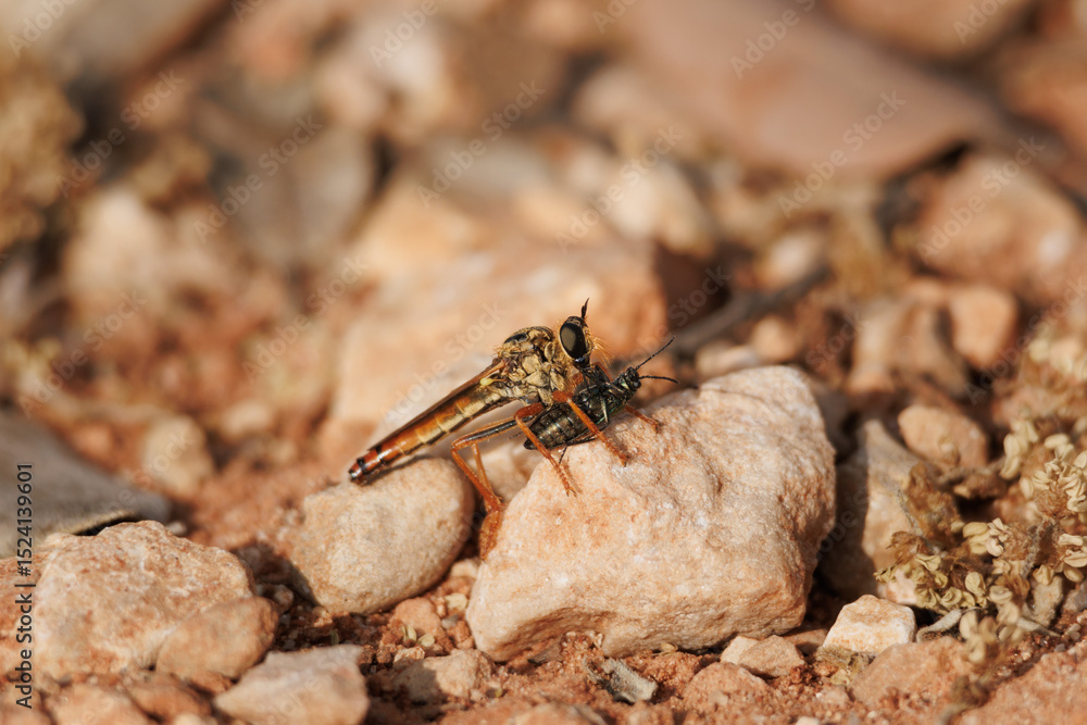 Fototapeta premium Mosca asesina asilidae comiendo un escarabajo sobre la roca del camino, Alcoy, España
