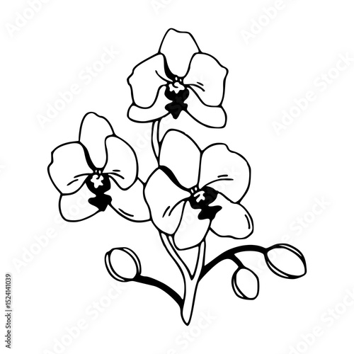 elegant orchid flowers line art