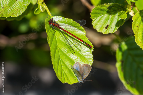 green leaves on a branch