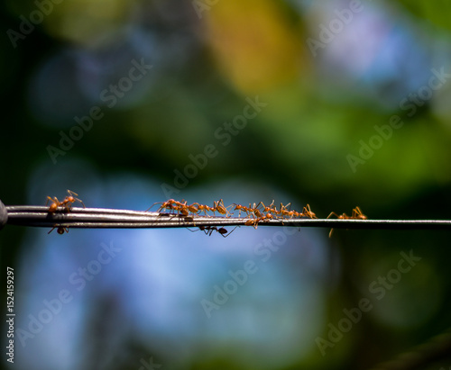 Vászonkép Red weaver ants on a rope