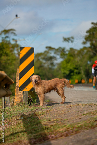 Dog Cachorro Road Street Finder lost abandon Rua Estrada