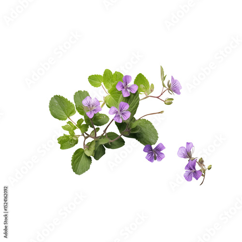 Wild creeping ground ivy with tiny purple flowers