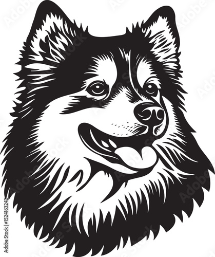 finnish lapphund dog portrait