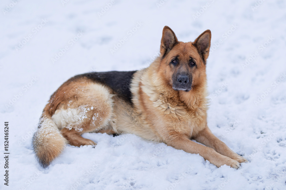 Majestic German Shepherd dog lying calmly on pristine white snow in winter landscape, showcasing loyal gaze, thick fur texture, and serene quiet atmosphere in nature. Majestic German Shepherd dog lying calmly on pristine white snow in winter landscape, showcasing loyal gaze, thick fur texture, and serene quiet atmosphere in nature.