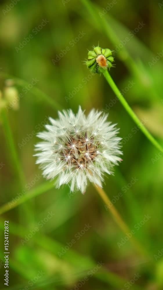 Close-Up of a Dandelion Seed Head in Nature Close-Up of a Dandelion Seed Head in Nature