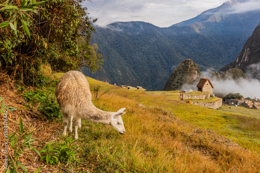 Obraz premium Llama (Lama glama) at the terraces of Machu Picchu ruins, Peru