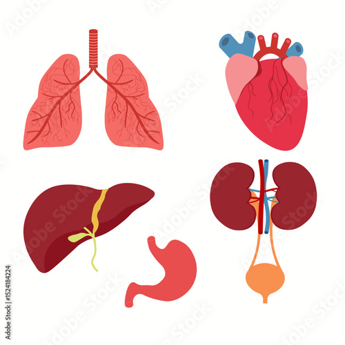 Human Internal Organs Icon Set. Vector