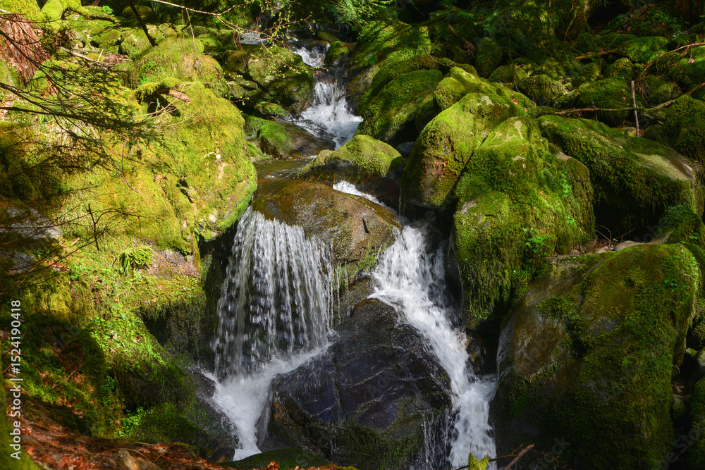 Obraz premium Die Teichschlucht zwischen Gütenbach und Wildgutach im mittleren Schwarzwald ist ein naturnaher Bachlauf im Bannwald mit vielen kleinen Wasserfällen moos-bedeckten Granit-Steinblöcken